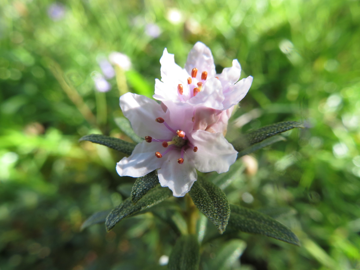 R. tsaii